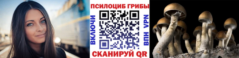 hydra ТОР Тверь Галлюциногенные грибы Psilocybe